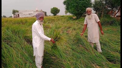 The paddy, which was fully mature and ready for harvest, suffered extensive losses due to the wet conditions (HT File) The paddy, which was fully mature and ready for harvest, suffered extensive losses due to the wet conditions (HT File)