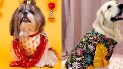 Furry friends join festive season in sherwanis, sarees and lehengas Furry friends join festive season in sherwanis, sarees and lehengas
