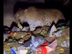 An IFS officer shared a video showing a leopard eating trash near Mount Abu.
