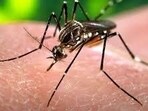 The inspections were carried out under the state’s ongoing ‘Every Friday, Fight Dengue’ campaign. (HT File) The inspections were carried out under the state’s ongoing ‘Every Friday, Fight Dengue’ campaign. (HT File)