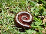 A new species of millipede has been discovered in a Thailand cave(Representational Image)
