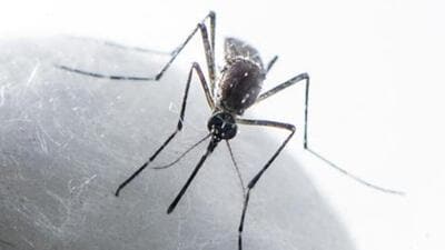 Dengue, caused by the bite of the Aedes aegypti mosquito that breeds in stagnant water, usually spikes during monsoon and post-monsoon months. (Satish Bate/HT PHOTO) Dengue, caused by the bite of the Aedes aegypti mosquito that breeds in stagnant water, usually spikes during monsoon and post-monsoon months. (Satish Bate/HT PHOTO)