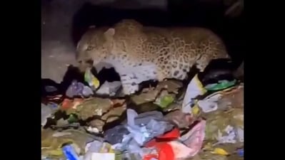 An IFS officer shared a video showing a leopard eating trash near Mount Abu. (X/@ParveenKaswan) An IFS officer shared a video showing a leopard eating trash near Mount Abu. (X/@ParveenKaswan)