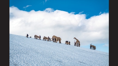 The Herds at the Jostedal Glacier in Norway. (Image: The Walk Productions / Vegard Aasen) The Herds at the Jostedal Glacier in Norway. (Image: The Walk Productions / Vegard Aasen)