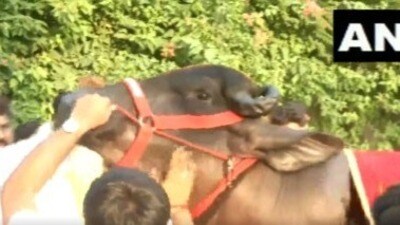 హరియాణా నుంచి వచ్చిన దున్నరాజు హరియాణా నుంచి వచ్చిన దున్నరాజు