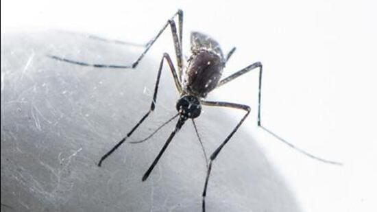 Dengue, caused by the bite of the Aedes aegypti mosquito that breeds in stagnant water, usually spikes during monsoon and post-monsoon months. (Satish Bate/HT PHOTO)