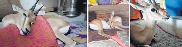 Sundari, the orphan Chinkara, sleeping and relaxing on the bed in Godara’s house. (Kapil Bishnoi Godara) Sundari, the orphan Chinkara, sleeping and relaxing on the bed in Godara’s house. (Kapil Bishnoi Godara)