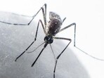 Dengue, caused by the bite of the Aedes aegypti mosquito that breeds in stagnant water, usually spikes during monsoon and post-monsoon months. (Satish Bate/HT PHOTO)