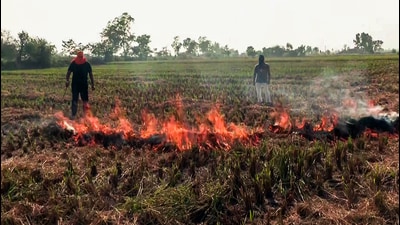 Farmers burning stubble in a field in Amritsar on Sunday. (ANI Video Grab)