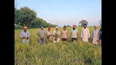 The paddy crop in the twin districts, considered agriculture heartlands of Malwa belt, have been struck by false smut, dwarf virus and discolouration of grain. (HT photo) The paddy crop in the twin districts, considered agriculture heartlands of Malwa belt, have been struck by false smut, dwarf virus and discolouration of grain. (HT photo)