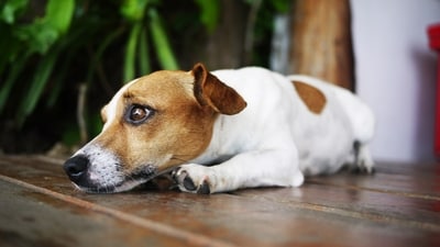 Loud noises during Diwali scare your pets. Know how you can comfort them. (Picture credit: Freepik) Loud noises during Diwali scare your pets. Know how you can comfort them. (Picture credit: Freepik)