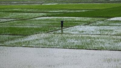 A farmer walks past rice fields on the outskirts of Imphal, India, Saturday, July 10, 2021. (AP Photo/Yirmiyan Arthur) (AP) A farmer walks past rice fields on the outskirts of Imphal, India, Saturday, July 10, 2021. (AP Photo/Yirmiyan Arthur) (AP)