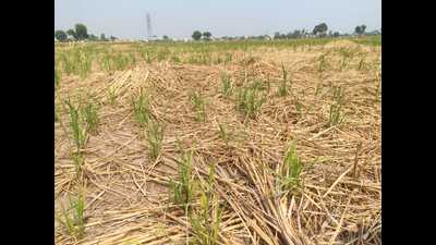 Amarjit Singh, block agriculture officer of Sangrur, said CRM machines would be made available to farmers soon. (HT) Amarjit Singh, block agriculture officer of Sangrur, said CRM machines would be made available to farmers soon. (HT)