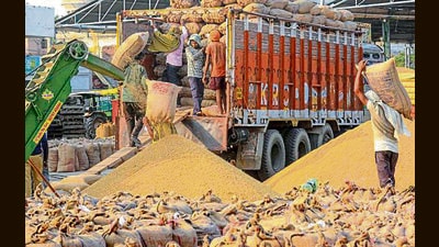 As the Punjab food and civil supplies department is awaiting a relaxation for discoloured paddy grain more than the permissible limits of 5% from the Centre, farmers in the state are forced to sell their produce at value cut between ₹50 and ₹500 per quintal over the minimum support price of ₹2,389. (PTI File) As the Punjab food and civil supplies department is awaiting a relaxation for discoloured paddy grain more than the permissible limits of 5% from the Centre, farmers in the state are forced to sell their produce at value cut between ₹50 and ₹500 per quintal over the minimum support price of ₹2,389. (PTI File)