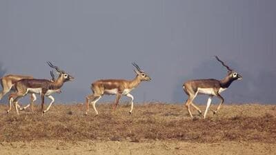 Initially, 400 blackbucks and 100 blue bulls will be shifted to Gandhi Sagar Wildlife sanctuary (GSW) in Mandsaur. (Representational image) Initially, 400 blackbucks and 100 blue bulls will be shifted to Gandhi Sagar Wildlife sanctuary (GSW) in Mandsaur. (Representational image)