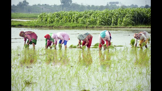 Women farm labourers sow rice saplings in a paddy field at Phool Garhi village in Ghaziabad , India on Sunday, July 02. 2023. (HT Photo)
