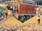 As the Punjab food and civil supplies department is awaiting a relaxation for discoloured paddy grain more than the permissible limits of 5% from the Centre, farmers in the state are forced to sell their produce at value cut between  <span class='webrupee'>₹</span>50 and  <span class='webrupee'>₹</span>500 per quintal over the minimum support price of  <span class='webrupee'>₹</span>2,389. (PTI File)