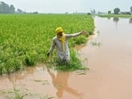 Expert teams from the Centre are scheduled to arrive in Punjab later this week to assess the losses caused due to the floods that hit the state in August and September. (AFP File)