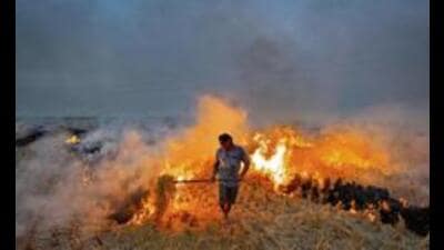 Despite repeated warnings, strict monitoring, and penal actions, farmers across Punjab continue to burn stubble. (HT File) Despite repeated warnings, strict monitoring, and penal actions, farmers across Punjab continue to burn stubble. (HT File)