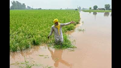 Expert teams from the Centre are scheduled to arrive in Punjab later this week to assess the losses caused due to the floods that hit the state in August and September. (AFP File)