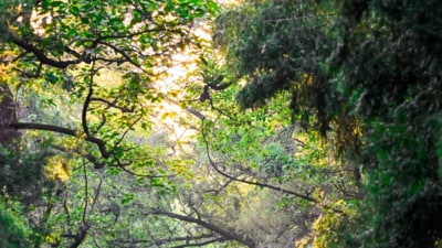 The “Ek Ped Ma Ke Naam” campaign launched on World Environment Day in June last year encourages people to plant trees. (X) The “Ek Ped Ma Ke Naam” campaign launched on World Environment Day in June last year encourages people to plant trees. (X)