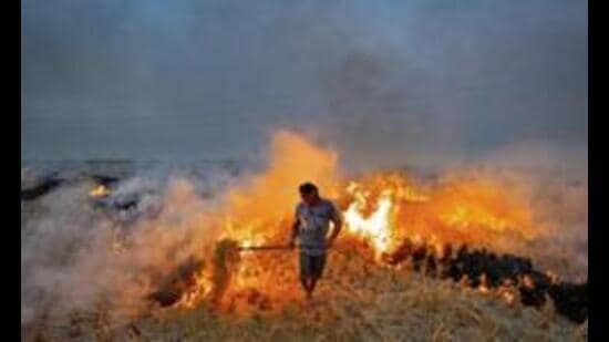 Despite repeated warnings, strict monitoring, and penal actions, farmers across Punjab continue to burn stubble. (HT File)