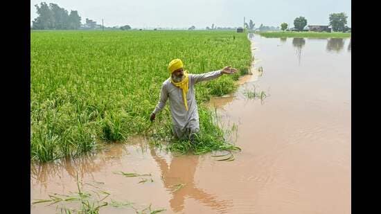 Expert teams from the Centre are scheduled to arrive in Punjab later this week to assess the losses caused due to the floods that hit the state in August and September. (AFP File)