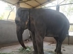 SC panel orders speedy clearance for elephant Madhuri’s rehab centre in Kolhapur