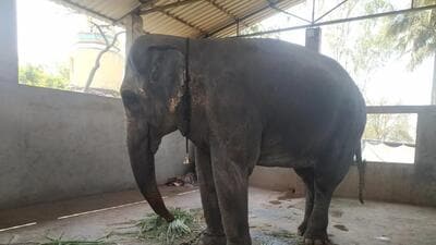 SC panel orders speedy clearance for elephant Madhuri’s rehab centre in Kolhapur SC panel orders speedy clearance for elephant Madhuri’s rehab centre in Kolhapur