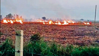An incident of stubble burning is seen in a field, in Gurdaspur on Thursday (ANI Video Grab) An incident of stubble burning is seen in a field, in Gurdaspur on Thursday (ANI Video Grab)