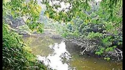 Lucknow-based social activist Alok Singh had filed this case challenging the state government’s Kukrail Night Safari project. (For Representation) Lucknow-based social activist Alok Singh had filed this case challenging the state government’s Kukrail Night Safari project. (For Representation)