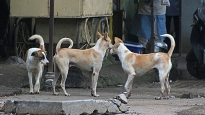 There are some positive outcomes, including a decline in reports of animal cruelty from fireworks this year in Bengaluru. (HT FILE PHOTO) There are some positive outcomes, including a decline in reports of animal cruelty from fireworks this year in Bengaluru. (HT FILE PHOTO)