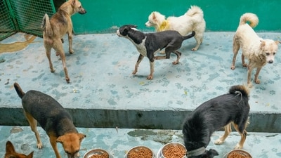 PM Modi had emphasised the importance of recognising and utilising indigenous dog breeds within national security forces. (PTI) PM Modi had emphasised the importance of recognising and utilising indigenous dog breeds within national security forces. (PTI)