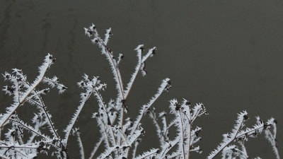 Cincinnati and Columbus are under a freeze warning as overnight temps near freezing in parts of Ohio (Representative image/Unsplash) Cincinnati and Columbus are under a freeze warning as overnight temps near freezing in parts of Ohio (Representative image/Unsplash)