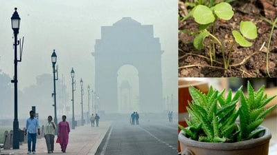 Delhi’s Air Quality Index (AQI) remains in the 'very poor’ to ‘severe’ range, days after Diwali. Experts suggest which air-purifying plants to add to your interiors. (Photo: Arvind Yadav/ HT) Delhi’s Air Quality Index (AQI) remains in the 'very poor’ to ‘severe’ range, days after Diwali. Experts suggest which air-purifying plants to add to your interiors. (Photo: Arvind Yadav/ HT)