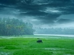 The author’s avowed lifelong dream has been to predict the Indian monsoon. (Shutterstock)