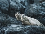 Heard Island would be the farthest the flu has reached in the Antarctic since arriving from South America in 2023. Heard Island would be the farthest the flu has reached in the Antarctic since arriving from South America in 2023.
