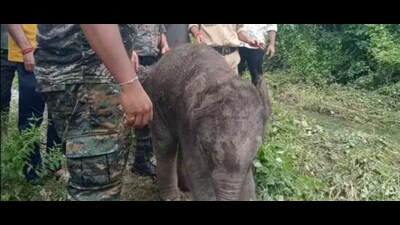 A one-month-old elephant calf, which got washed away, was rescued. (Sourced) A one-month-old elephant calf, which got washed away, was rescued. (Sourced)