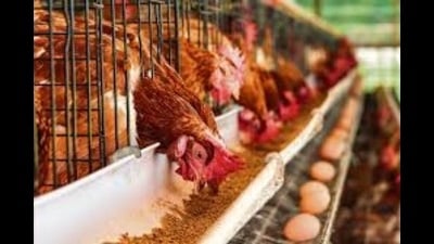 Currently, the district has over 6 lakh poultry birds spread across approximately 200 poultry farms. (FOR REPRESENTATION) Currently, the district has over 6 lakh poultry birds spread across approximately 200 poultry farms. (FOR REPRESENTATION)
