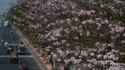 Mumbai, India - January 27, 2023: Bright pink rosy blanket of trumpet flowers (Tabebuia Rosea), also known as the Basant Rani in Hindi, blooming on the trees in winter climate, soothes the eyes of travel-weary commuters on the Eastern Express Highway, at Ghatkopar, in Mumbai, India, on Friday, January 27, 2023. (Photo by Satish Bate/ Hindustan Times) (Satish Bate/HT PHOTO) Mumbai, India - January 27, 2023: Bright pink rosy blanket of trumpet flowers (Tabebuia Rosea), also known as the Basant Rani in Hindi, blooming on the trees in winter climate, soothes the eyes of travel-weary commuters on the Eastern Express Highway, at Ghatkopar, in Mumbai, India, on Friday, January 27, 2023. (Photo by Satish Bate/ Hindustan Times) (Satish Bate/HT PHOTO)