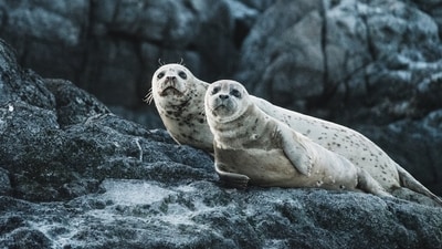 Heard Island would be the farthest the flu has reached in the Antarctic since arriving from South America in 2023. (Unsplash/Representational) Heard Island would be the farthest the flu has reached in the Antarctic since arriving from South America in 2023. (Unsplash/Representational)