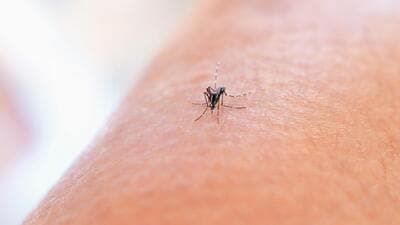 Dengue cases this September were over two times the cases recorded last September. (HT Photo) Dengue cases this September were over two times the cases recorded last September. (HT Photo)