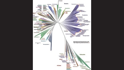 The tree, as of 2016. It still contains just a fraction of 1% of species estimated to be alive today. (Jill Banfield / UC Berkeley, Laura Hug / University of Waterloo et al) The tree, as of 2016. It still contains just a fraction of 1% of species estimated to be alive today. (Jill Banfield / UC Berkeley, Laura Hug / University of Waterloo et al)