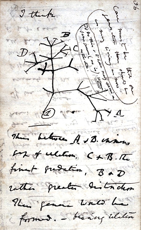Charles Darwin’s initial sketch, accompanied by the note: “I think.” (Wikimedia) Charles Darwin’s initial sketch, accompanied by the note: “I think.” (Wikimedia)