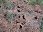 The burrows dug in the adjoining public park serve as a permanent shelter for the rats, that enter the shops at night and damage goods. (HT Photo) The burrows dug in the adjoining public park serve as a permanent shelter for the rats, that enter the shops at night and damage goods. (HT Photo)