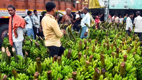 Banana bunches being brought to markets, to be sold for Chhath puja festival, in Patna on Sunday.(Ashok Sinha/ANI)