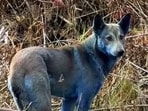 A blue-coloured dog spotted near the Chernobyl nuclear disaster site. 