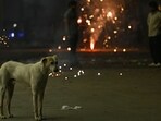 A stray dog looks on as revellers light firecrackers along a street during the Diwali in Bengaluru. A stray dog looks on as revellers light firecrackers along a street during the Diwali in Bengaluru.