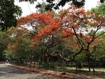 Deputy Chief Minister DK Shivakumar announced a <span class='webrupee'>₹</span>5-crore grant for Cubbon Park's revival in Bengaluru, pledging to protect its historic value and prevent new constructions. (Sampath Kumar GP / Hindustan Times)