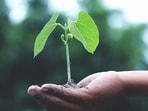 Sharma's non-profit SayTrees has planted over 10 million trees, earning national recognition for its impactful work in Bengaluru and across the country.(Representative photo)